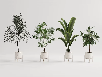 Various Types of Bonsai Potted Plants in White Ceramic Pots for Indoor Decor 3d model