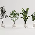 Various Types of Bonsai Potted Plants in White Ceramic Pots for Indoor Decor