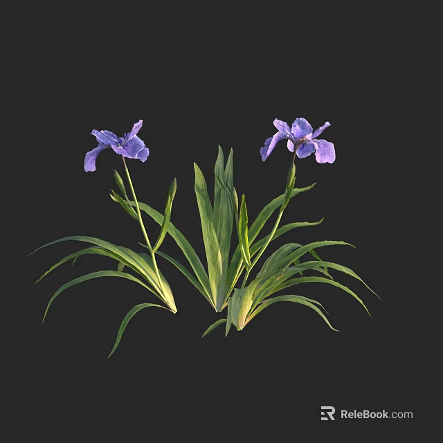 Stunning Purple Irises With Lush Green Leaves Against Black Background 3d model 