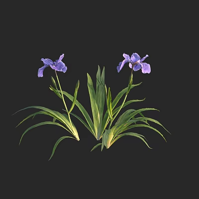 Stunning Purple Irises With Lush Green Leaves Against Black Background 3d model