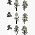 Multiple Green Arbor Trees With Tall Trunks And Lush Foliage On White Background