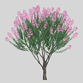 Various Types Of Colorful Flowering Trees With Diverse Foliage And Shapes