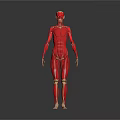 Red 3D Anatomical Human Model Showing Limbs And Organs Structure 3d model
