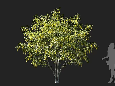 Lush Arbor With Green Leaves And Silhouette Figure Showing Natural Size 3d model