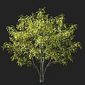 Lush Arbor With Green Leaves And Silhouette Figure Showing Natural Size
