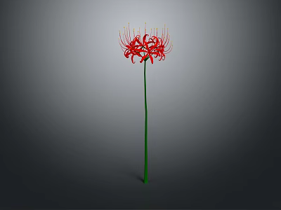 Red Spider Lily With Long Thin Red Petals And Green Stem Against Gray Gradient Background 3d model