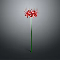Red Spider Lily With Long Thin Red Petals And Green Stem Against Gray Gradient Background