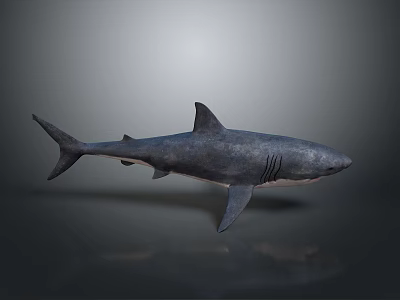 Large Gray Shark With Sleek Body And Sharp Fins On Dark Reflective Surface 3d model