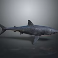 Large Gray Shark With Sleek Body And Sharp Fins On Dark Reflective Surface