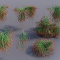 Green And Red Foliage Garden Shrubs With Various Natural Shapes And Soft Shadows