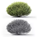 Lush Green Shrubs With Various Sizes Foliage Details And Human Scale
