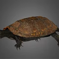 Realistic Brown Turtle With Detailed Textured Shell And Extended Limbs 3d model