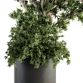 Lush Green Bonsai Potted Plant With Black Pot And Decorative Foliage