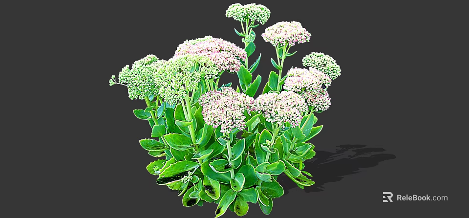Lush Green Leafy Plant With Clustered Pink And White Flowers 3d model 