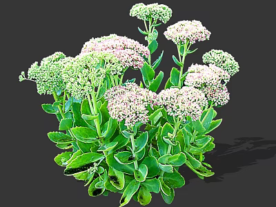 Lush Green Leafy Plant With Clustered Pink And White Flowers 3d model