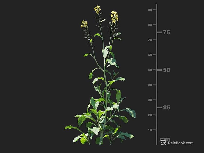 Rape Plant With Yellow Flowers Green Leaves And Height Measurement In Cm Scale 3d model 