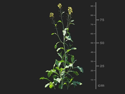 Rape Plant With Yellow Flowers Green Leaves And Height Measurement In Cm Scale 3d model