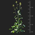 Rape Plant With Yellow Flowers Green Leaves And Height Measurement In Cm Scale