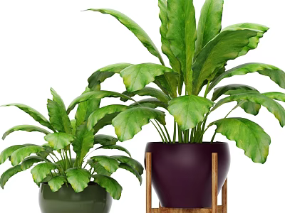 Lush Green Bonsai Potted Plants In Purple And Green Ceramic Pots On Wooden Stand 3d model