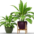 Lush Green Bonsai Potted Plants In Purple And Green Ceramic Pots On Wooden Stand