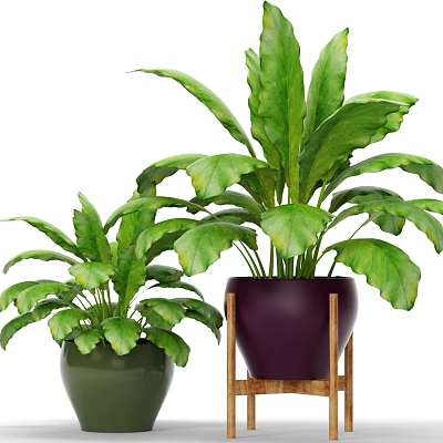 Lush Green Bonsai Potted Plants In Purple And Green Ceramic Pots On Wooden Stand 3d model