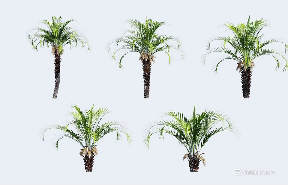 Five Palm Trees With Green Fronds And Brown Trunks In Natural Postures 3d model 