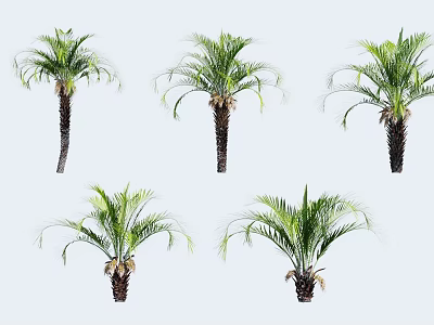 Five Palm Trees With Green Fronds And Brown Trunks In Natural Postures 3d model
