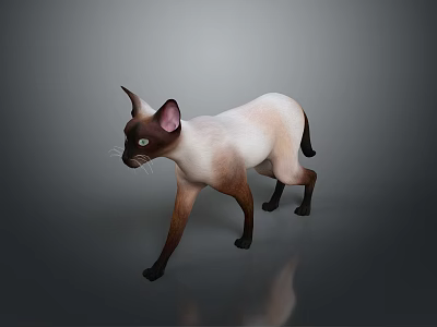 Siamese Cat With Cream And Dark Brown Fur Standing On A Grey Background With Reflection 3d model