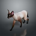 Siamese Cat With Cream And Dark Brown Fur Standing On A Grey Background With Reflection