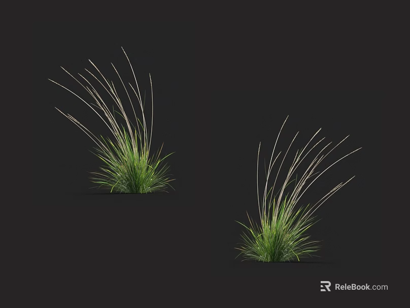 Two Clumps of Green Herbaceous Plants with Slender Leaves on Black Background 3d model 