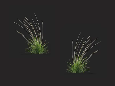 Two Clumps of Green Herbaceous Plants with Slender Leaves on Black Background 3d model