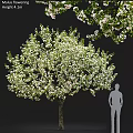 Garden Ornament Featuring Lush Blooming Tree With White Flowers And Person Silhouette