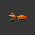 Golden Orange Goldfish With Large Tail On Smooth Surface And Reflection 3d model