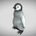 Baby Penguin With Gray Body Black Head And Black Feet Standing On Gray Background