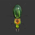 Colorful Iridescent Beetle With Shiny Green Blue Shell And Prominent Mandibles On Black Background