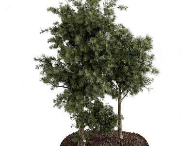 Two Arbors with Lush Green Foliage and Sturdy Trunk Growing in Fertile Soil 3d model