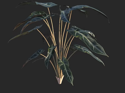 Leafy Indoor Plant With Large Dark And Light Veined Leaves And Yellow Stems 3d model