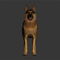 Detailed German Shepherd Dog Standing on Dark Background with Clear Reflection 3d model