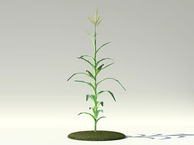Green Corn Plant With Long Leaves Tassel And Round Green Base 3d model