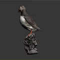 Adorable Puffin With Black And White Feathers Orange Beak And Feet On Rocky Base