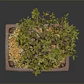 Decorative Bonsai Plant With Exposed Roots Green Foliage And Yellow Pebbles In Square Clay Pot