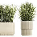 Potted Bonsai Plants With Grass Fern Varieties In Beige Textured Rectangular And Cylindrical Planters