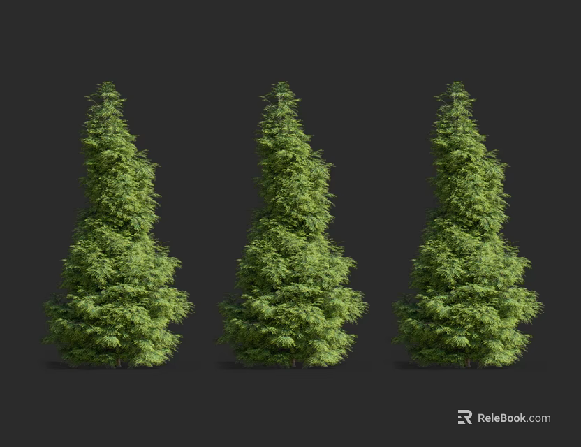 Three Tall Upright Lush Green Evergreen Arbor Trees On Dark Background 3d model 