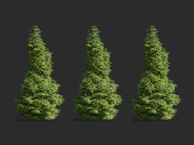 Three Tall Upright Lush Green Evergreen Arbor Trees On Dark Background 3d model