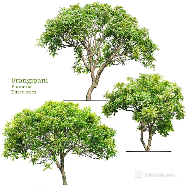 Frangipani Plumeria Tree Pots With Lush Green Leaves And Natural Growth Forms 3d model 