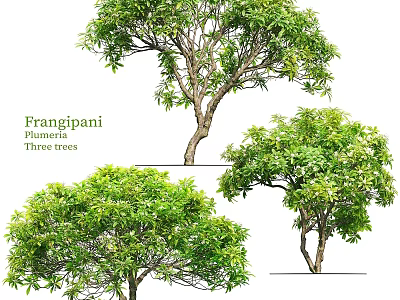 Frangipani Plumeria Tree Pots With Lush Green Leaves And Natural Growth Forms 3d model