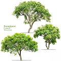 Frangipani Plumeria Tree Pots With Lush Green Leaves And Natural Growth Forms