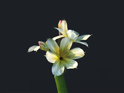 Beautiful White Flowers Featuring Yellow Stamens And Green Stem Against Dark Background 3d model