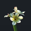 Beautiful White Flowers Featuring Yellow Stamens And Green Stem Against Dark Background