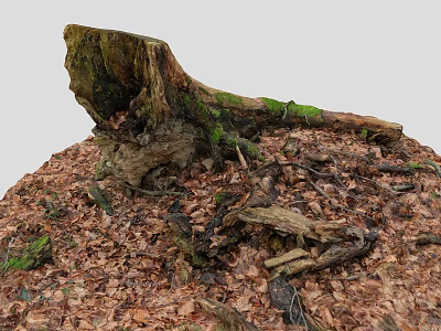 Tree Stump Covered with Green Moss Surrounded by Fallen Leaves and Dead Branches 3d model